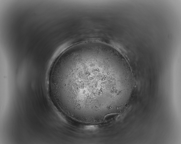 X0000088150053200705211204