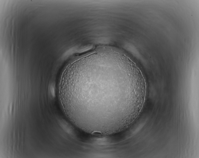 X0000088150068200705211205