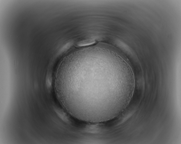 X0000088150072200705211205