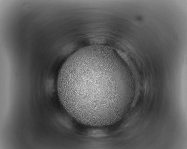 X0000088150224200705211202