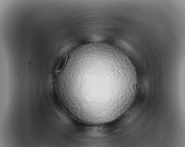 X0000088150366200705211201