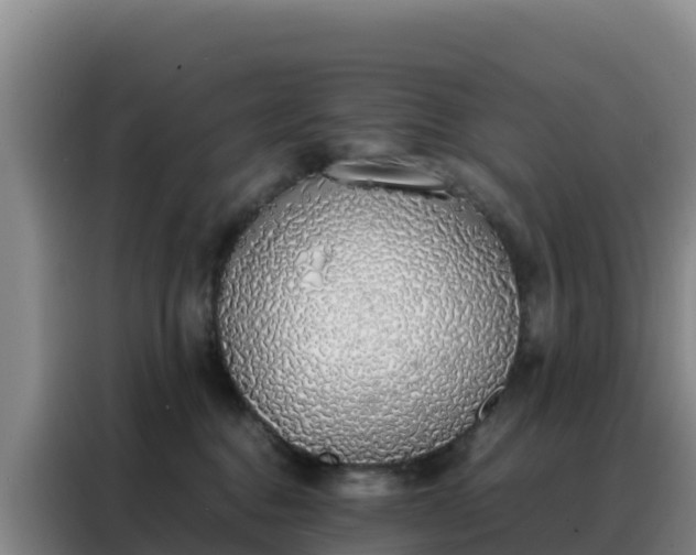 X0000088150376200705211201