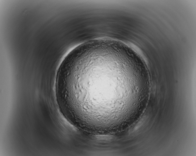 X0000088150863200705211155