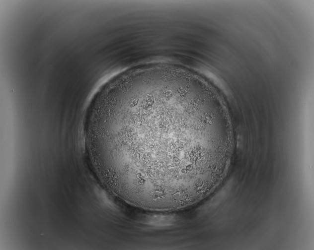 X0000088151117200705211150