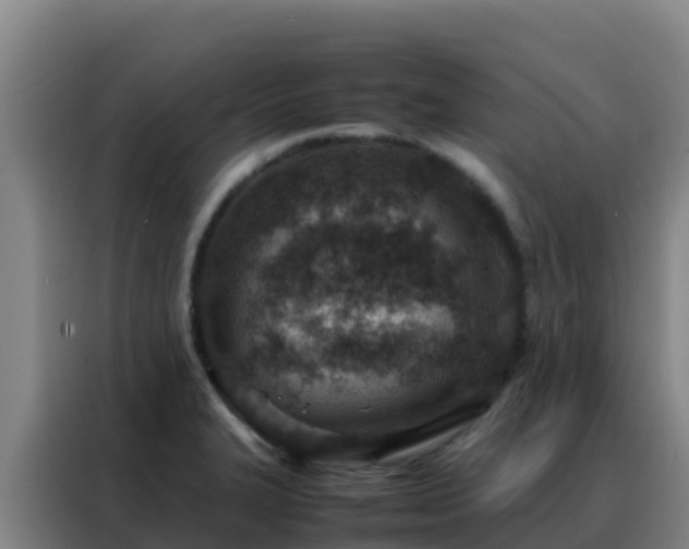 X0000088151327200705211148