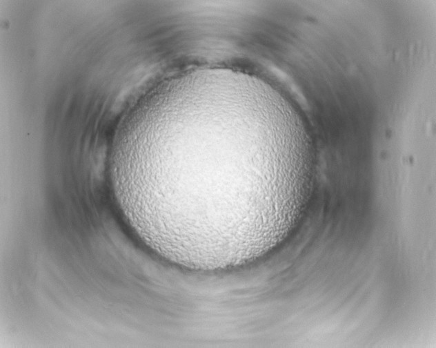 X0000088150018200705291434