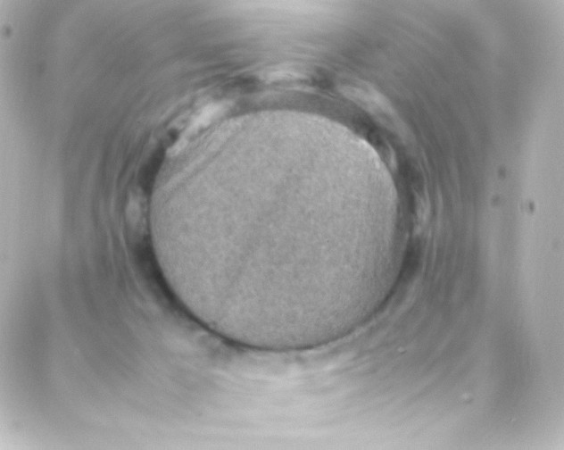 X0000088150029200705291434