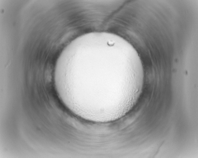 X0000088150032200705291434