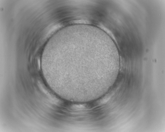 X0000088150061200705291433