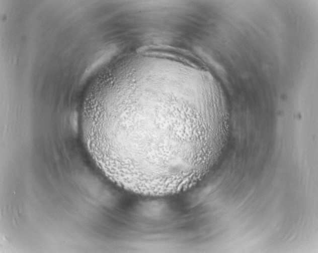 X0000088150067200705291433