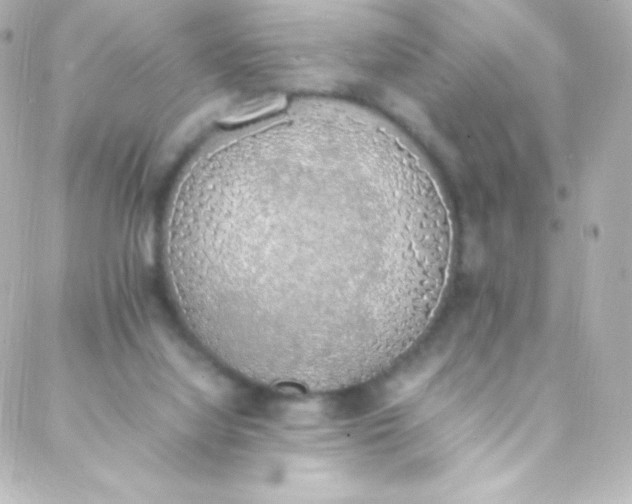 X0000088150068200705291433