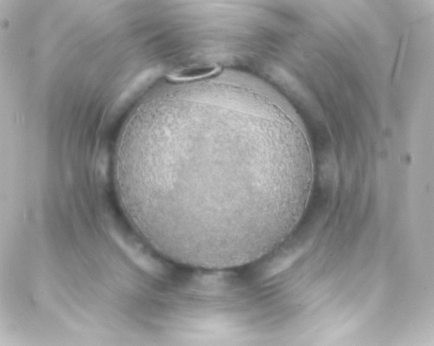 X0000088150072200705291433