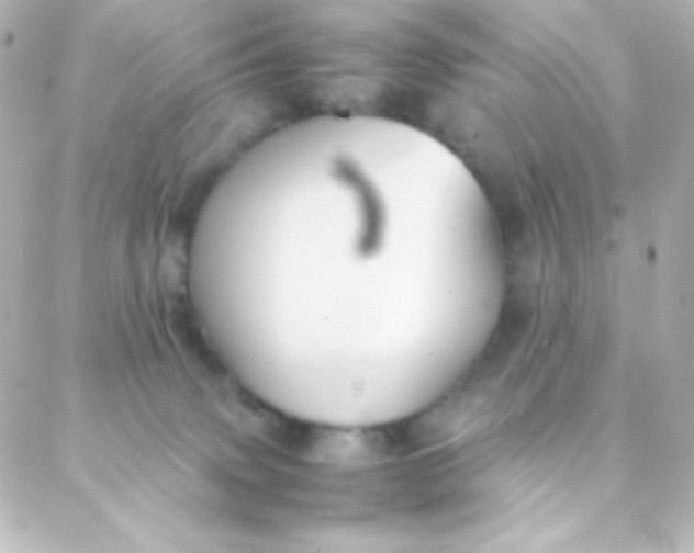 X0000088150083200705291433