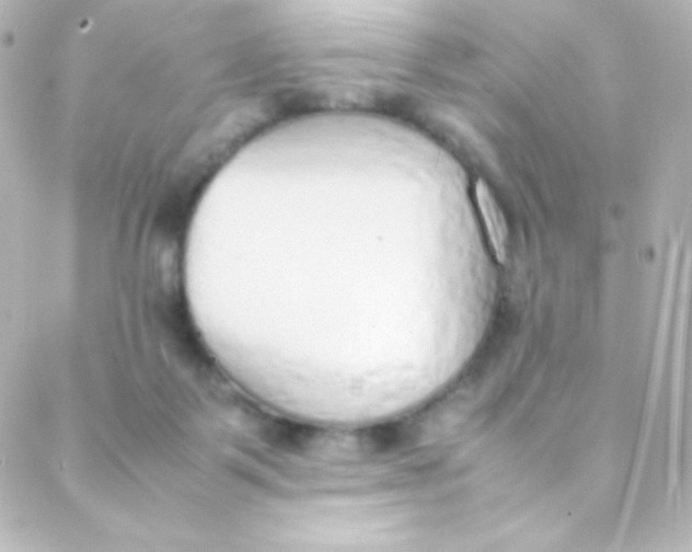 X0000088150123200705291432