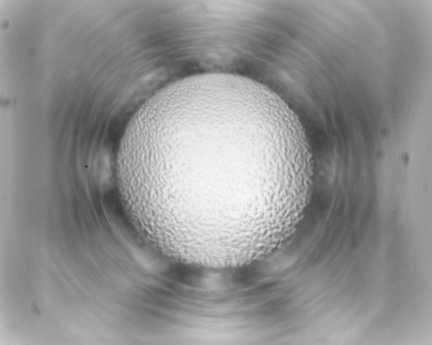 X0000088150130200705291432