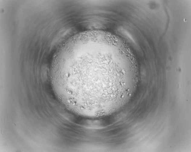 X0000088150169200705291431