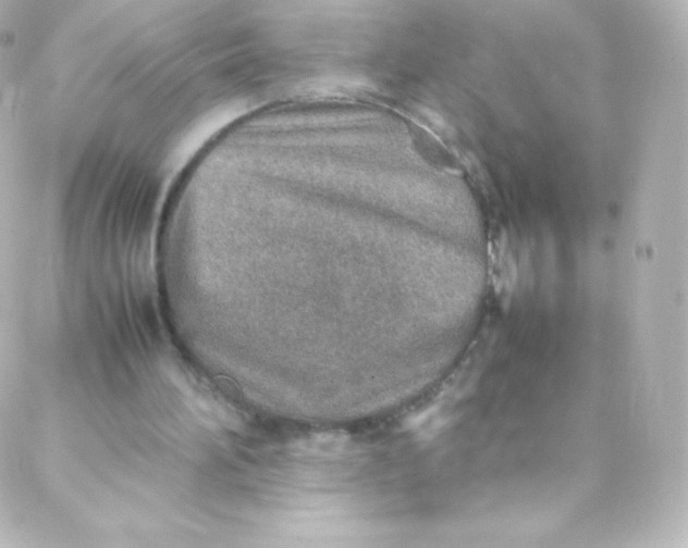 X0000088150196200705291431