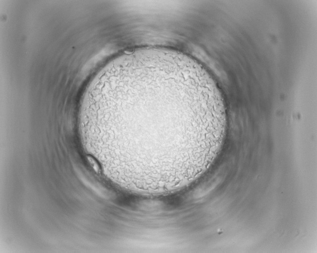 X0000088150203200705291431