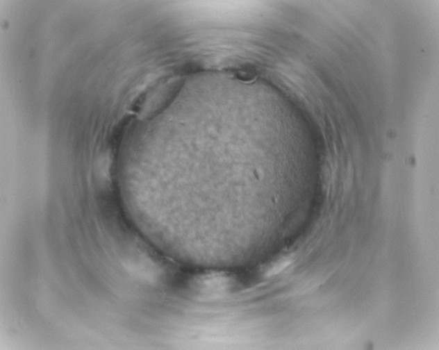 X0000088150219200705291431