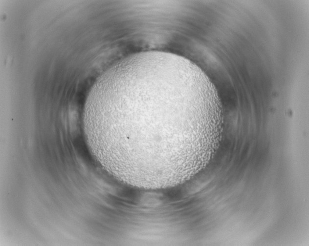 X0000088150222200705291431