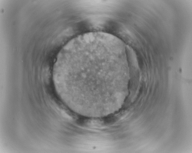 X0000088150223200705291431