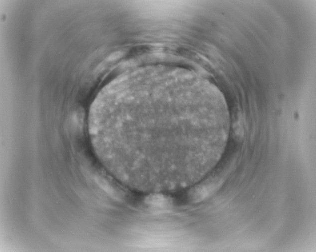 X0000088150231200705291430