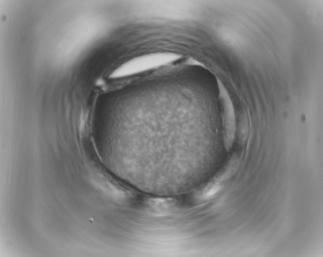 X0000088150239200705291430