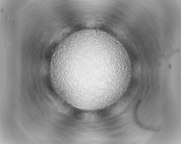 X0000088150272200705291430