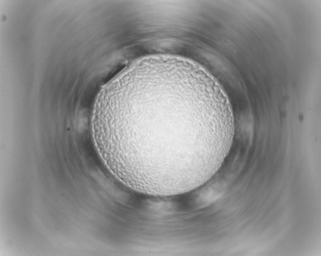 X0000088150284200705291430