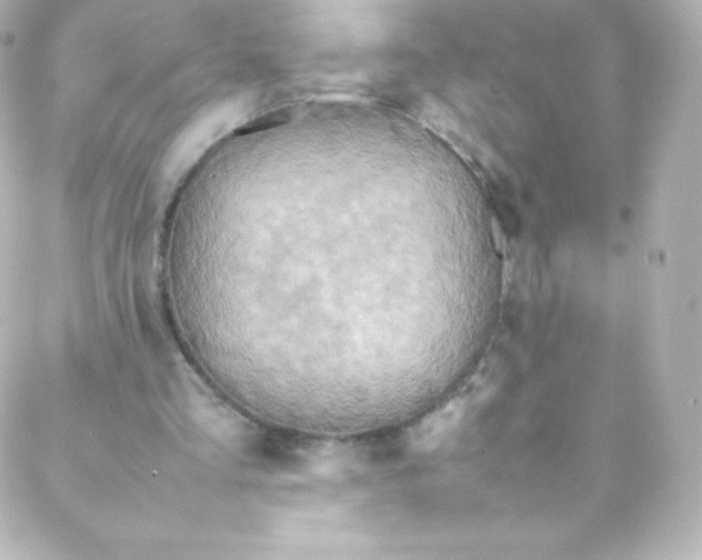 X0000088150293200705291429