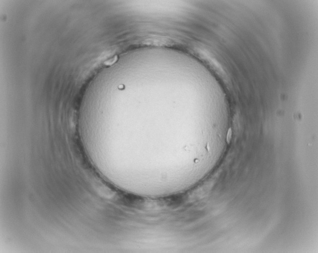 X0000088150305200705291429