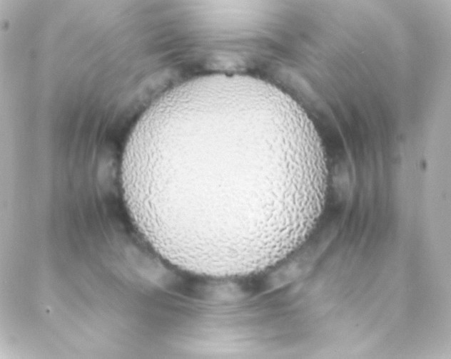 X0000088150322200705291429