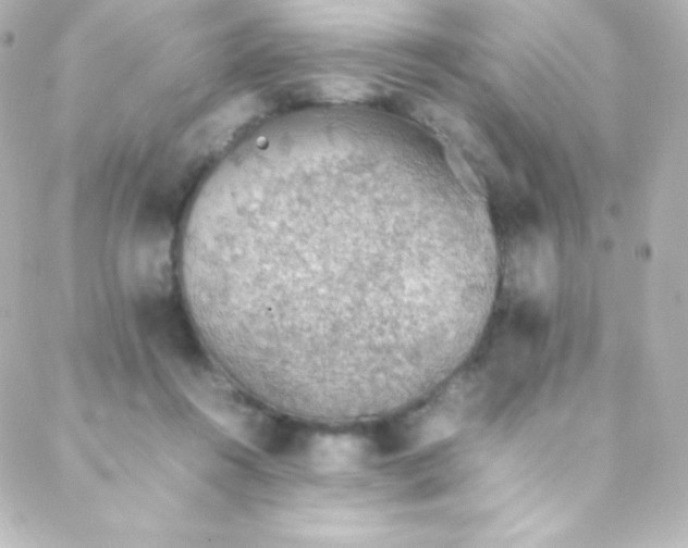 X0000088150360200705291428