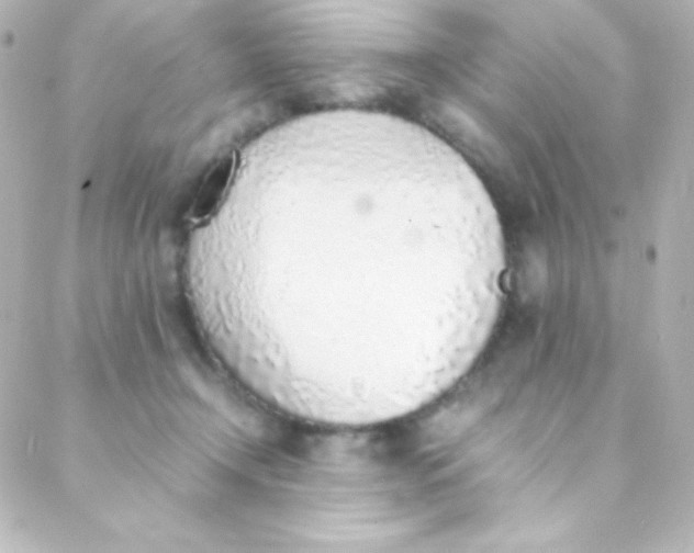 X0000088150366200705291428