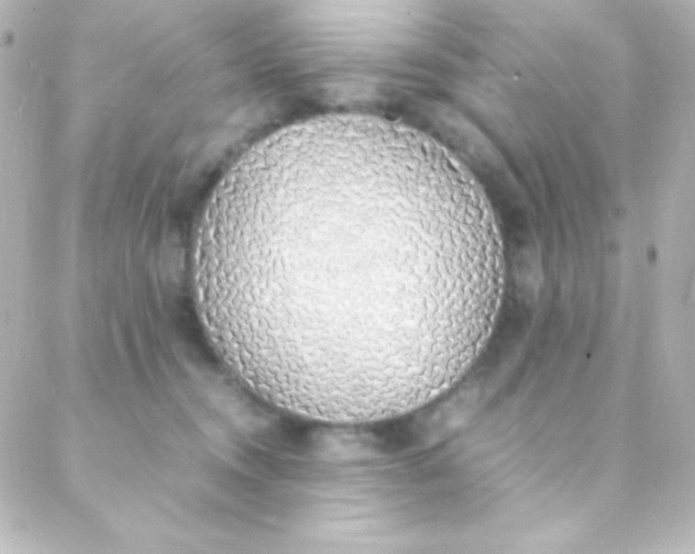 X0000088150372200705291429