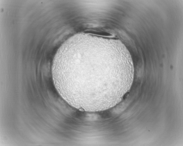 X0000088150376200705291429