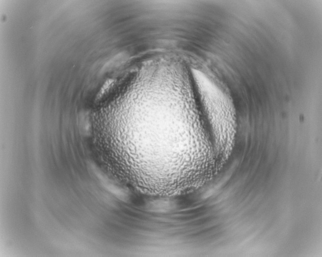 X0000088150383200705291429