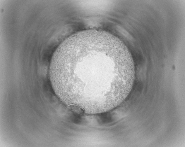 X0000088150417200705291427