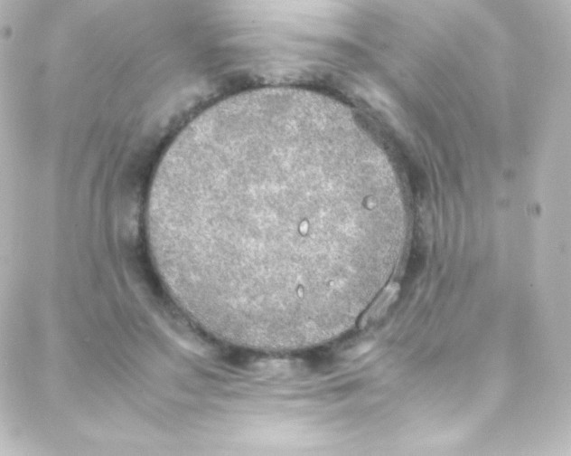 X0000088150499200705291426