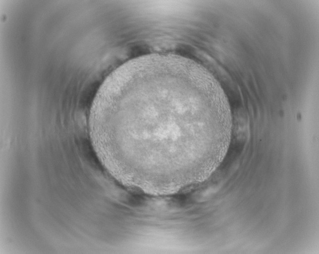 X0000088150523200705291426