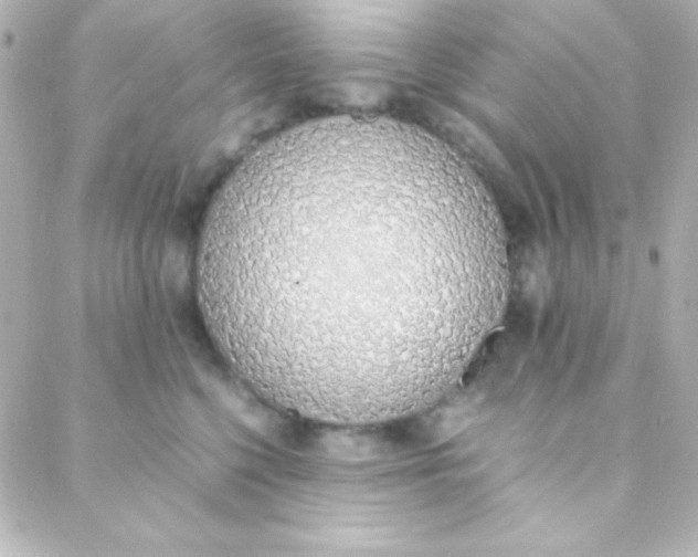 X0000088150568200705291425