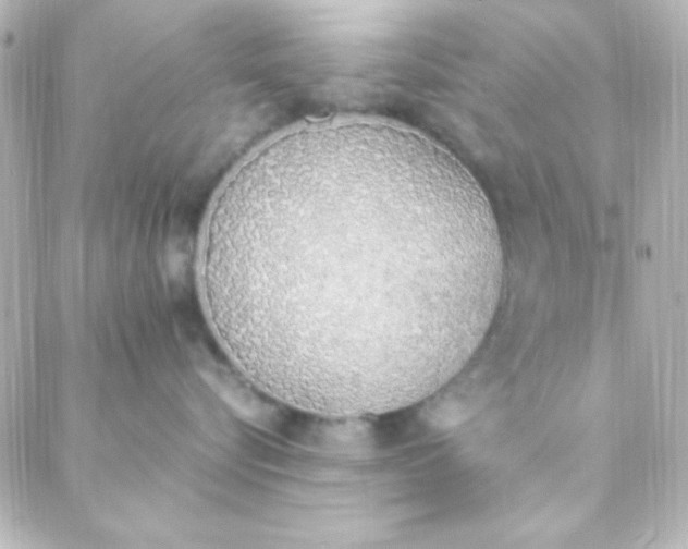 X0000088150576200705291426