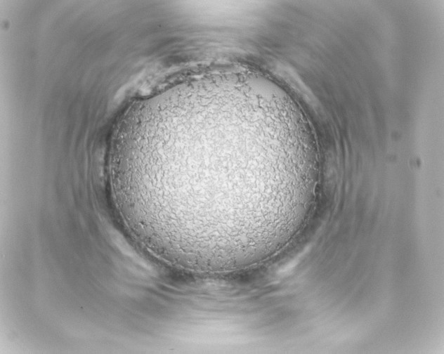 X0000088150585200705291425