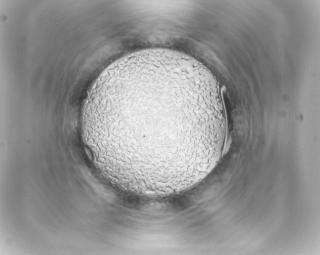 X0000088150593200705291425