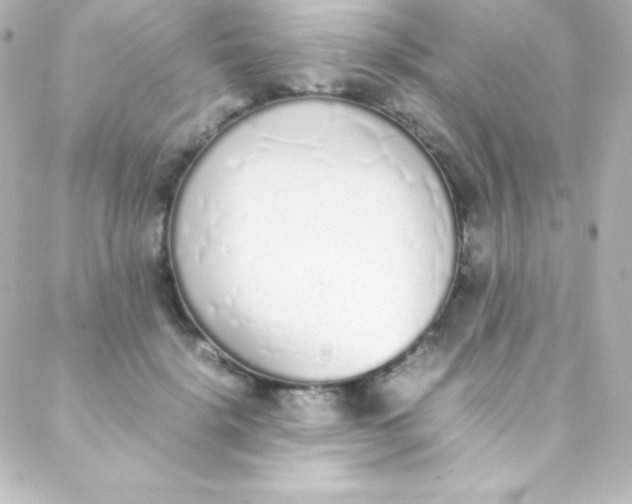 X0000088150652200705291424