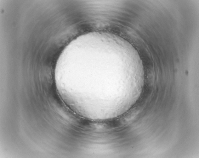 X0000088150654200705291424