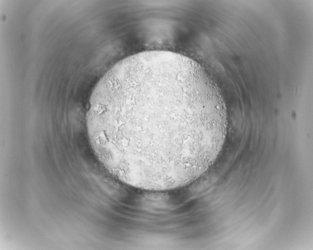 X0000088150659200705291424