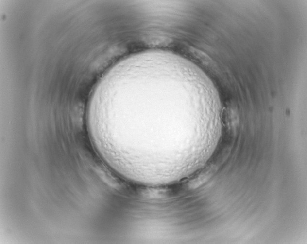 X0000088150664200705291424