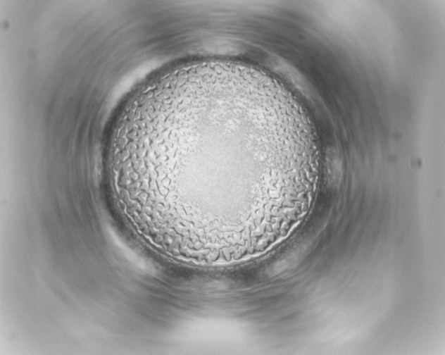 X0000088150726200705291422