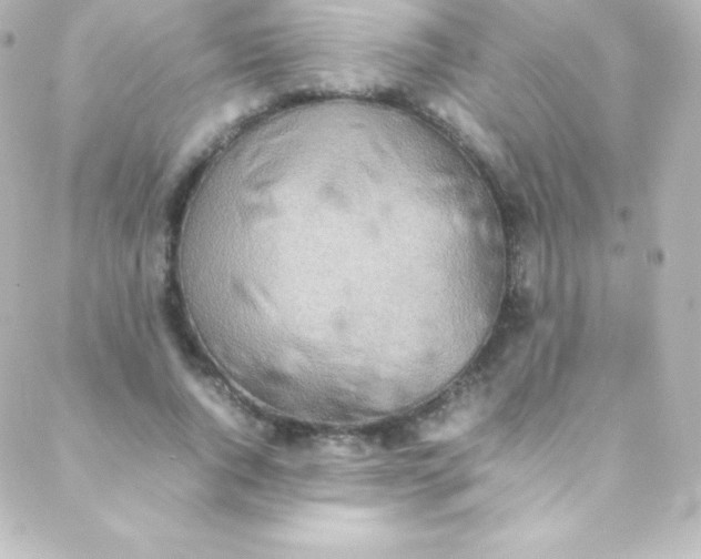 X0000088150736200705291422